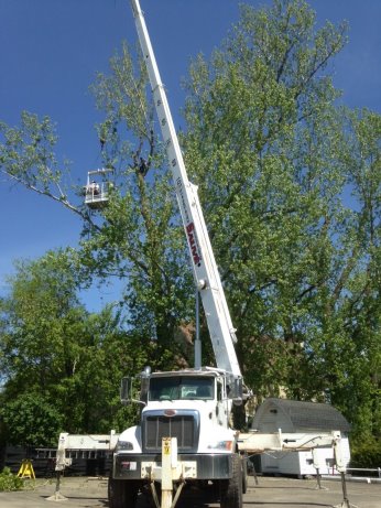 Abattage arbres à Laval