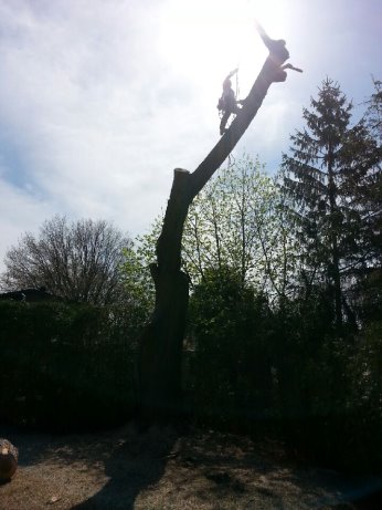 Abattage d’arbres à Saint-Jérôme