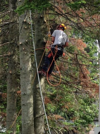 Élagage d’arbres à Laval