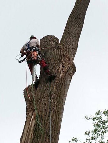 Abattage arbres à Laval