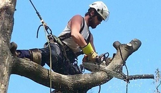 Élagage d’arbres à Laval