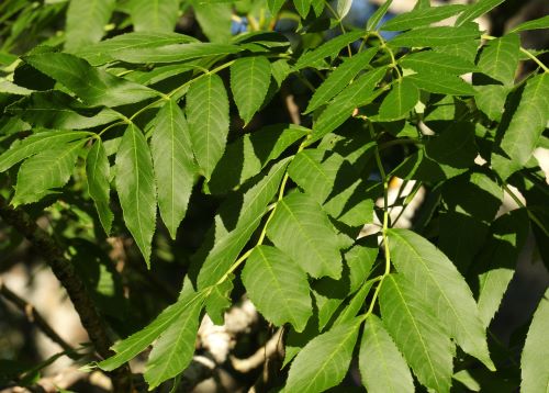 spécialiste de la maladie de l’agrile du frêne à Laval