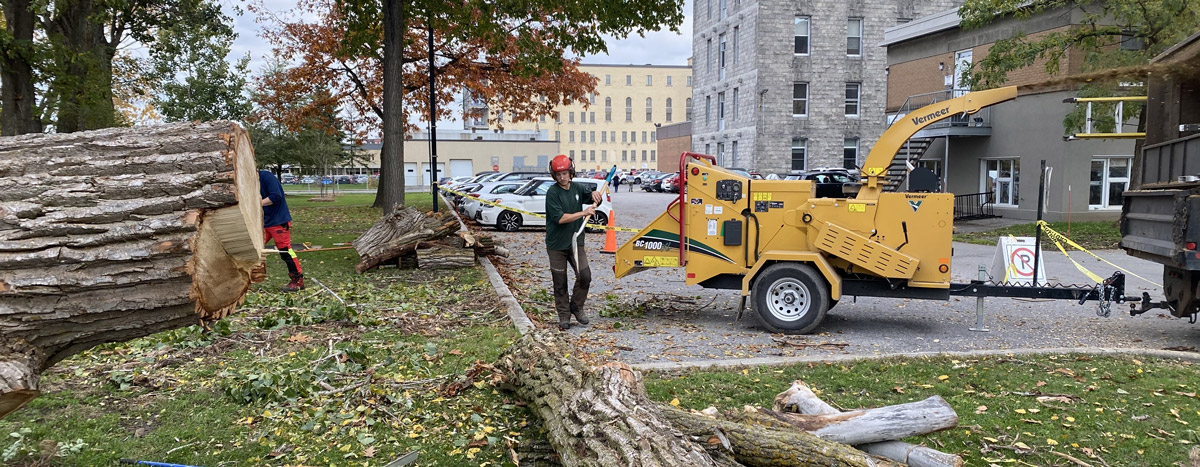 Abattage d’arbres à Lorraine