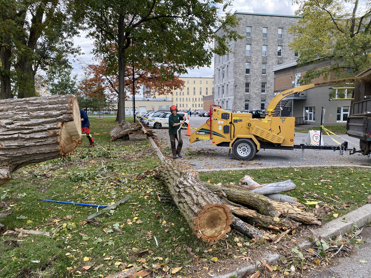 Abattage arbres Saint-Sauveur