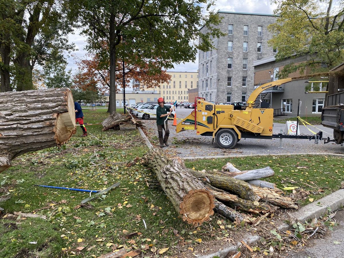 Abattage arbres Lorraine