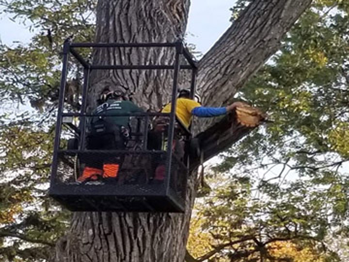 Abattage d’arbres à Prévost