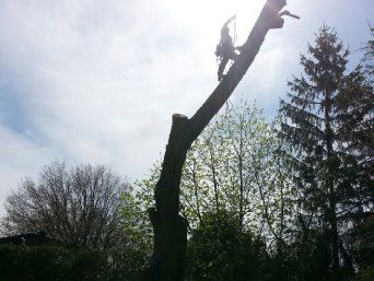 Déboisement d’arbres Laval